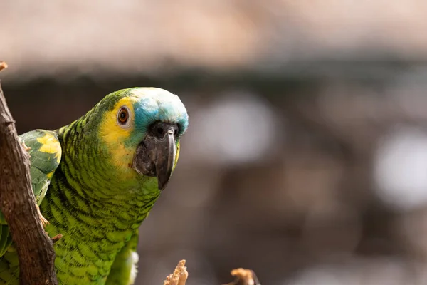 Turkuaz alınlı amazon portre.