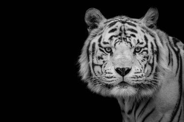 Bengal beyaz kaplan, düşük anahtar (Panthera tigris tigris)