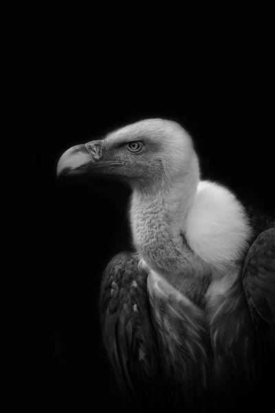 Low Key Portrait Griffon Vulture Monchrome — Stock Photo, Image