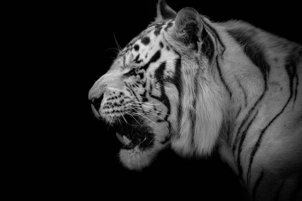 Нижний ключ бенгальского белого тигра (Panthera tigris tigris
)