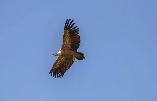 Griffon Vulture Voando Hoces Duraton Sepulveda Espanha — Fotografia de Stock