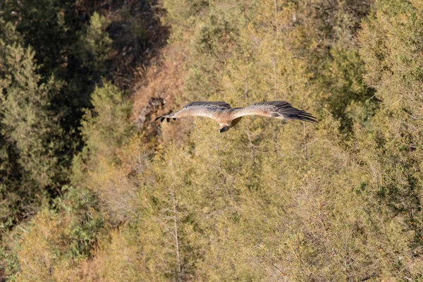 Buitre Leonado Volando Hoces Duraton Sepulveda España — Foto de Stock