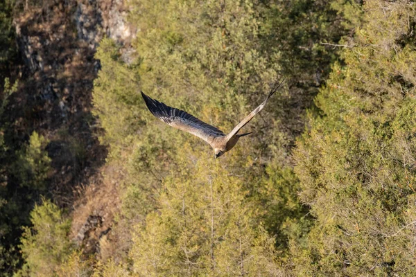 Hoces, Duraton, Sepulveda, İspanya içinde uçan griffon akbaba.