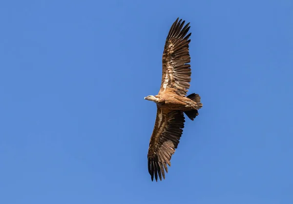 Buitre Leonado Volando Hoces Duraton Sepulveda España — Foto de Stock