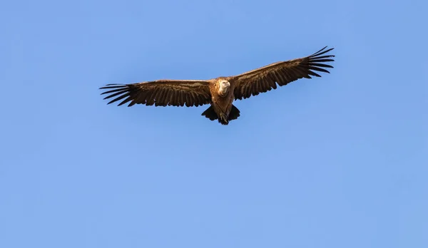Griffon Vulture Flying Hoces Duraton Sepulveda Spain — Stock Photo, Image