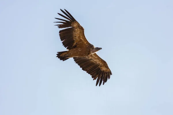 Buitre Leonado Volando Hoces Duraton Sepulveda España — Foto de Stock