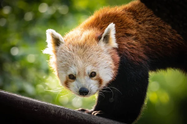 Ailurus Fulgens Vörös Panda Sétál Egy Fát Keresek Pihenést — Stock Fotó