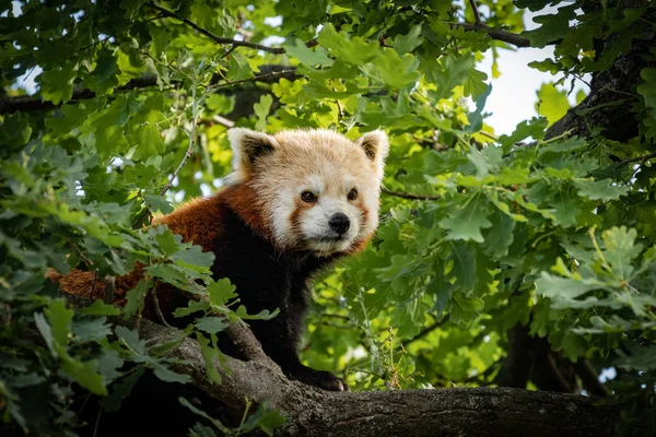 Red Panda Ailurus Fulgens Walks Tree Looking Place Rest — Stock Photo, Image