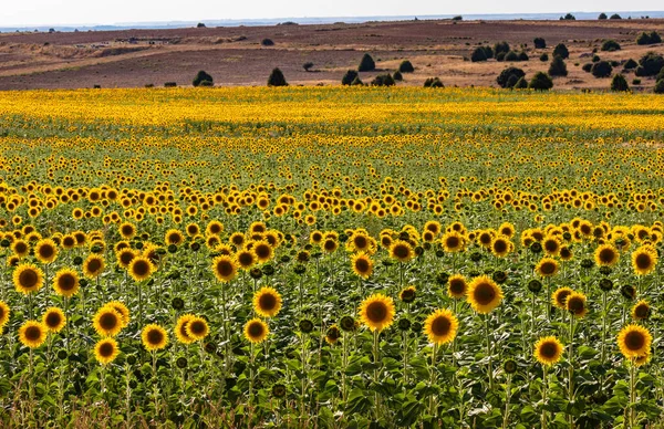 Ayçiçeği manzara Sepulveda, İspanya.