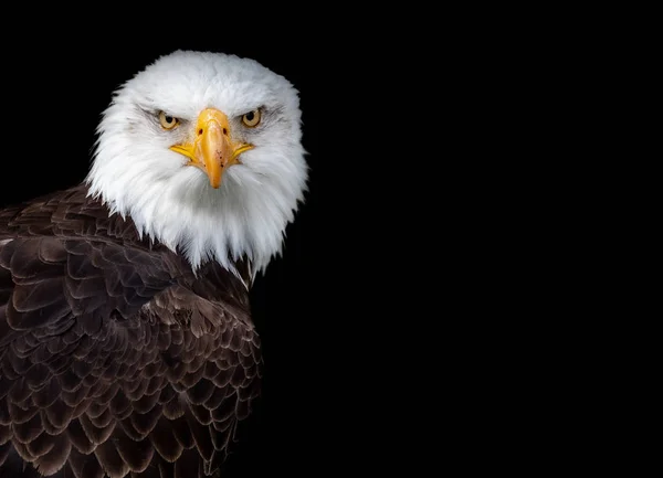 Haliaeetus leucocephalus (beyaz başlı kartal) Kuzey Amerika'da bulunan yırtıcı bir kuş olduğunu.