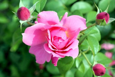 Yeşil yaprakları ve tomurcukları ile pembe güller