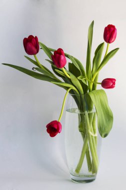 Beyaz arka plan üzerinde izole bir vazoda kırmızı lale buketi.