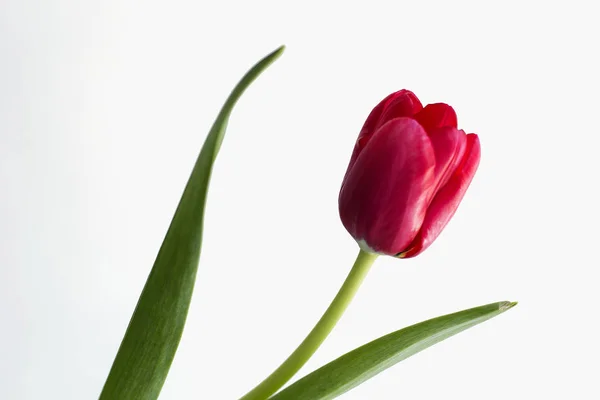 Red Tulip Isolated White Background Stock Image
