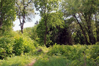 parkta yeşil ağaçlar. ormanda yol. yeşil ağaçlar