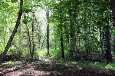 Ormandaki yeşil ağaçlar. parkta yol