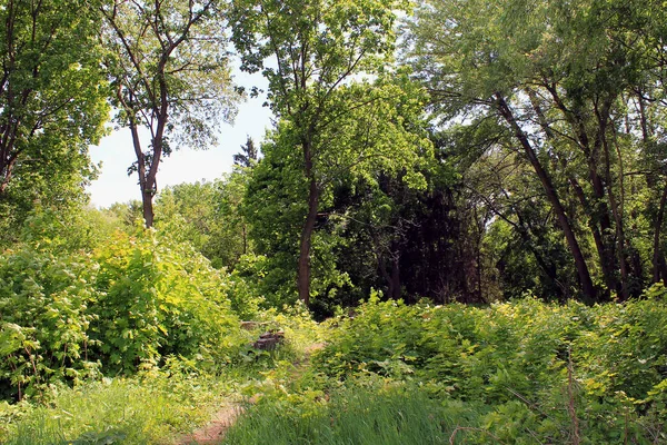 parkta yeşil ağaçlar. ormanda yol. yeşil ağaçlar