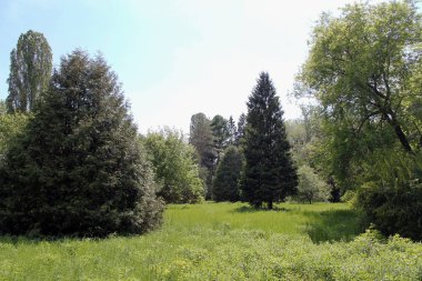 Ormandaki yeşil ağaçlar. parkta yol