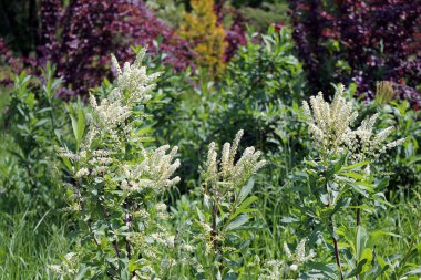 Bahçede yeşil yapraklı beyaz çiçekler
