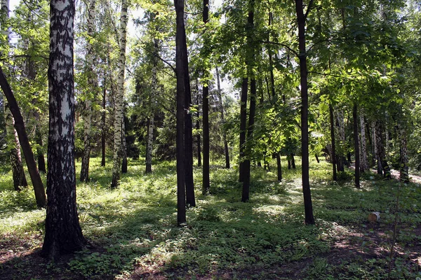 Chemin Dans Forêt Avec Des Arbres Verts — Photo