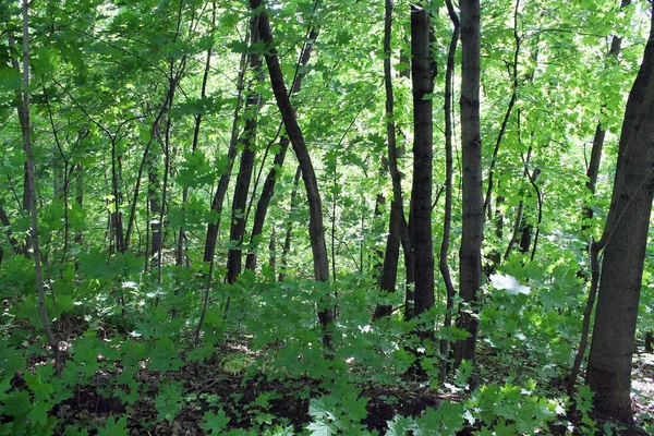 Зеленые Деревья Лесу Дорожка Парке — стоковое фото