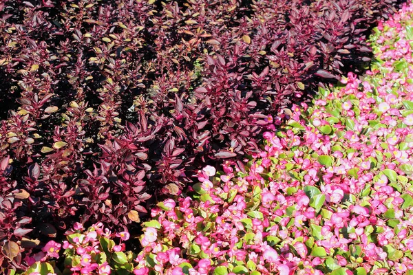 pink flowers in the garden. background of pink flowers. pink flowers with green leaves