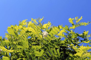 yeşil yapraklar ve çiçekler ve mavi gökyüzü