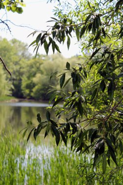 Ormanda palmiye ağacı. ormanda mavi göl