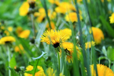 çayırda karahindiba. bir çayırda sarı karahindiba. bahçede sarı çiçekler