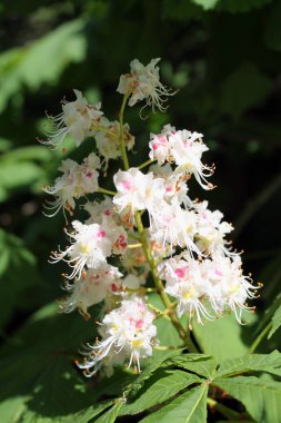 bahçedeki bahçe çiçeklerinde beyaz çiçekler. çiçekli kestane ağacı