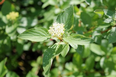 yeşil yaprakları ve güneşi ile beyaz yabani çiçek