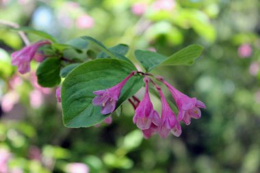 bahçede yeşil yaprakları ile mor çiçek