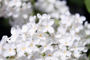 İlkbaharda beyaz leylak çiçekleri. yeşil yaprakları ile beyaz leylak çiçekleri