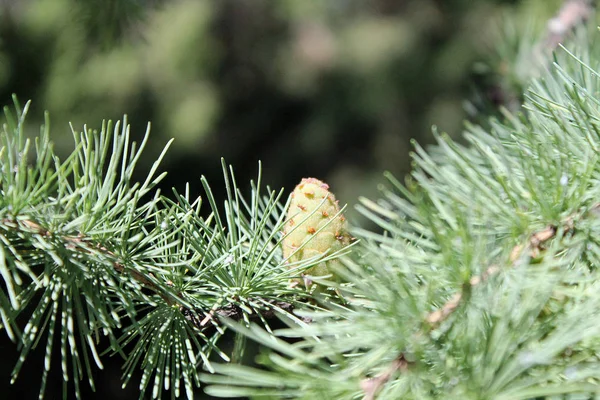 Green Pine Tree Branch Cones — Stock Photo, Image