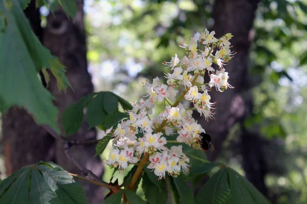 Vita Blommor Trädgården Blommor Trädgården Blommande Kastanj Träd Bee Vit — Stockfoto