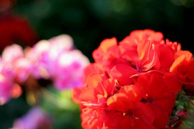 karanlık bir arka planda yeşil yaprakları ile kırmızı Sardunya