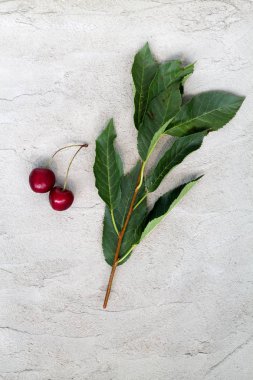 gri beton arka plan üst görünümünde yeşil yaprakları ile bir dal üzerinde kırmızı kiraz