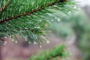 sonbaharda yağmurdan sonra bir noel ağacının yeşil dalı