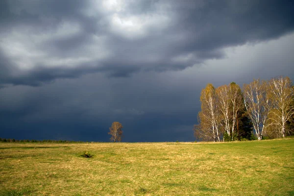 Veld Bomen Met Een Donker Blauwe Hemel Een Onweersbui — Stockfoto