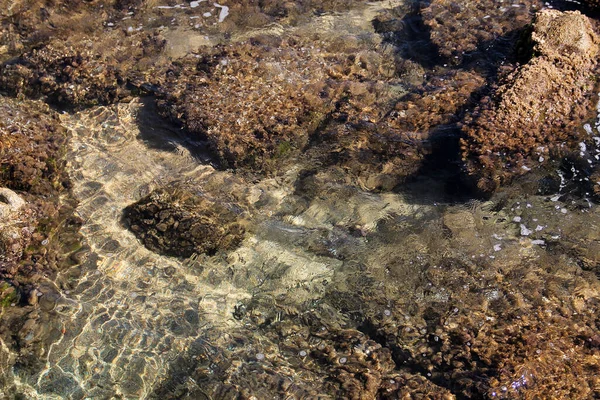 Kayalık Deniz Tabanı Kristal Berrak Deniz Suyundan Görülebilir Bir Derede — Stok fotoğraf