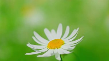 Güneşli bir günde çayır papatyaları. Yüksek kalite 4k görüntü