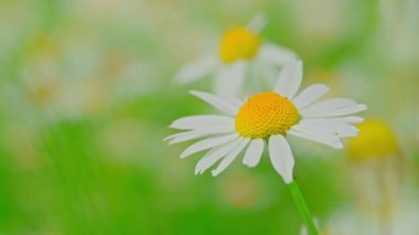 Güneşli bir günde çayır papatyaları. Yüksek kalite 4k görüntü