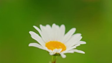 Güneşli bir günde çayır papatyaları. Yüksek kalite 4k görüntü