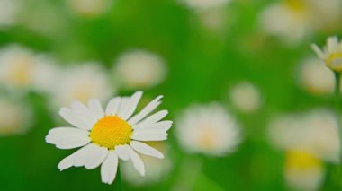 Güneşli bir günde çayır papatyaları. Yüksek kalite 4k görüntü