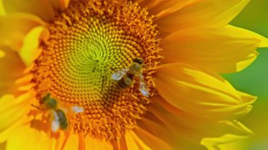 Bir yaz gününde ayçiçeği. Yüksek kalite 4k görüntü