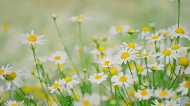 Güneşli bir günde papatya çiçeği. Yüksek kalite 4k görüntü