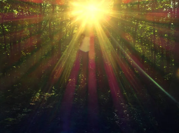 Sunlight Beaming Green Trees Sunset Forest — Stock Photo, Image