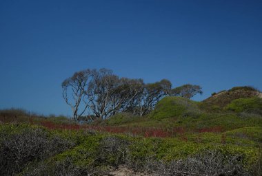 Rüzgar görünümünü Fort Fisher State Park, Nc ağaçlara süpürüp götürdü.