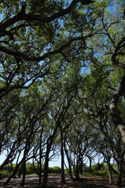 Fort Fisher State Park, Nc, canlı meşe ağaçlarının görünümü                               