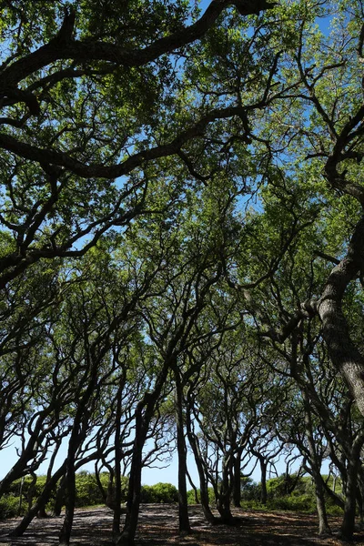 View of the live oak trees at Fort Fisher State Park, NC
