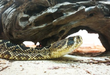Doğu diamondback çıngıraklı yılan